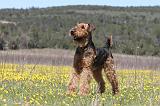 AIREDALE TERRIER 222
